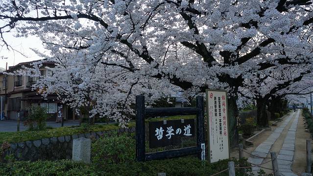 浪漫四月樱花现,动漫天堂秋叶原。