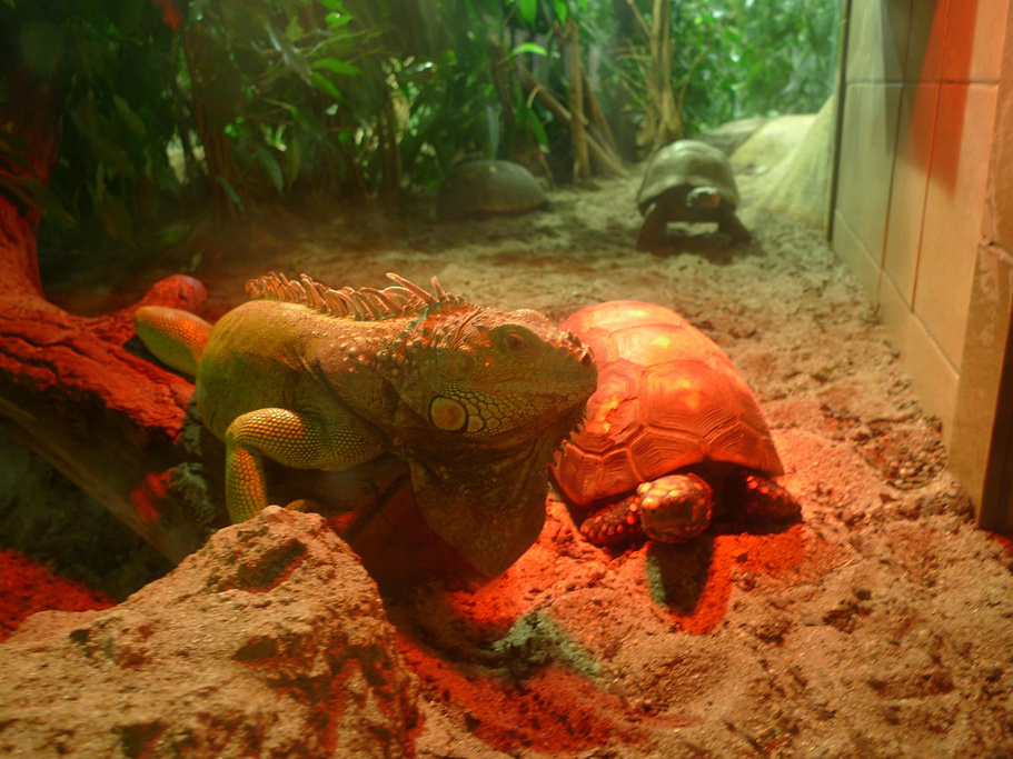 2015柏林动物园_旅游攻略_门票_地址_游记点