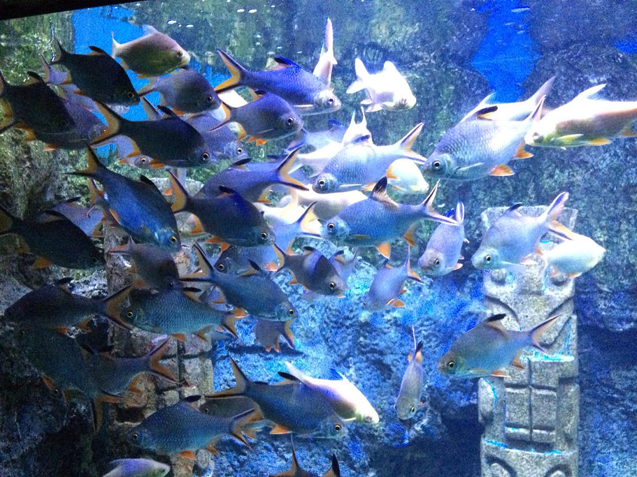 2014北海海底世界_旅游攻略_门票_地址_游记