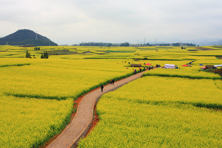 2022观赏油菜花的的最佳地点是金鸡和螺蛳田.在罗平