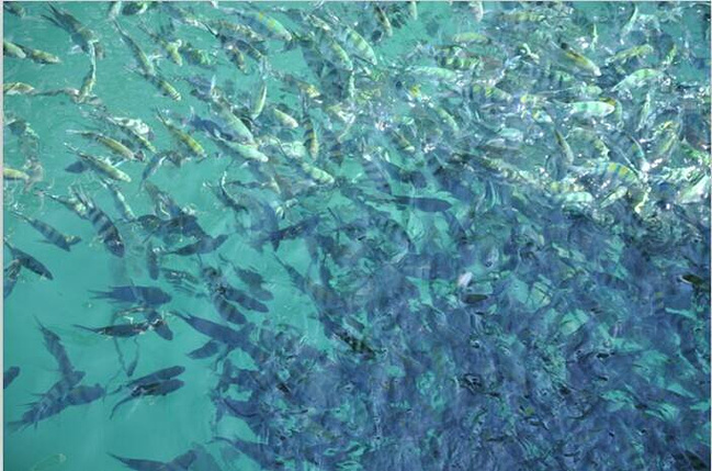 泰国当地人旅游胜地·象岛_普吉岛旅游攻略