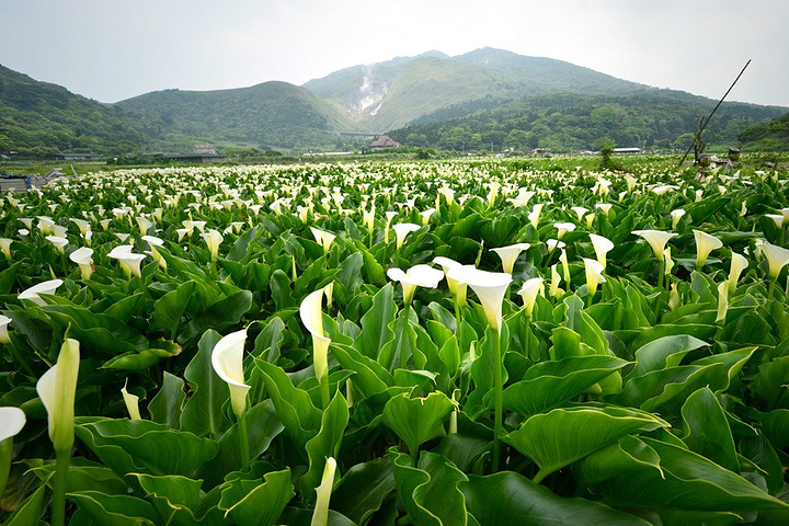 去阳明山要赶早儿.四月,正是海芋的盛花期