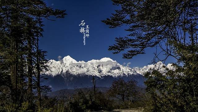 王岗坪上除了雪山意外,植物也非常的多,各种植物在秋色里显示出了绚烂