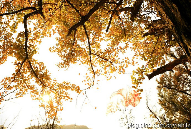 长兴十里银杏送晚秋_湖州旅游攻略_自助游攻