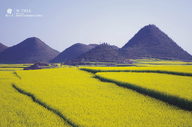 2015罗平油菜花最新攻略_曲靖旅游攻略