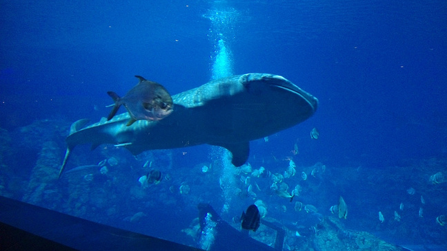 珠澳游,自在行._澳门旅游攻略