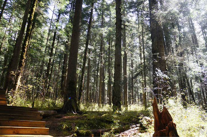 2015原始森林空气质量极好,有着极高的负氧离