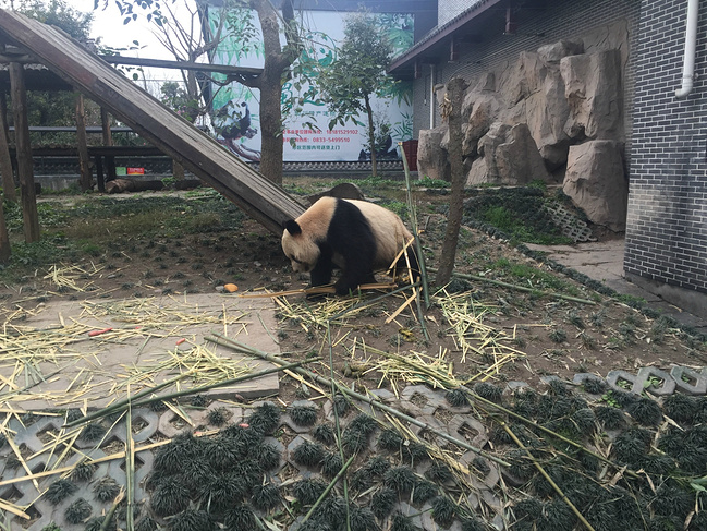 一城一山:你礼佛,我看景_成都旅游攻略