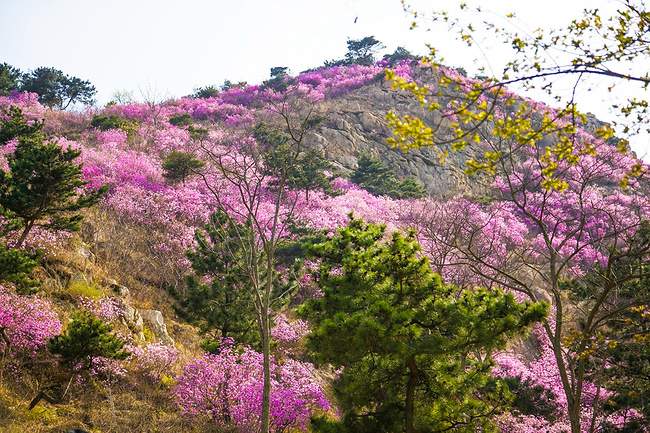 青岛大珠山:四月杜鹃花正艳_cninr 青岛大珠山:四月杜鹃花正艳