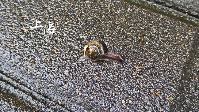 吃在江南--杭州苏州上海_杭州旅游攻略