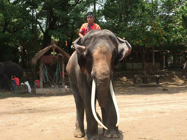 湄登大象营(Maetaeng Elephant Camp)位于清迈古城北部,远离市区,散客很难找过来,基本上都是团客,尤以中国旅行团居多,既有国内组团出发的泰国五日游/七日游(等等)旅行团,也有到了清迈再报名参加一日游的自由行旅客。我是在所住的 D-Well Hostel 预定的湄登大象营骑大象+大象表演+坐竹筏+坐牛车+兰花园一日游,前台小哥小妹人都很有亲和力,对清迈的小吃、夜市、寺庙、周边游都很熟悉而且有他们自己的偏好,打电话给旅行社咨询清迈大象营一日游的报价时那温暖的声音简直要把我的心融化了。最后