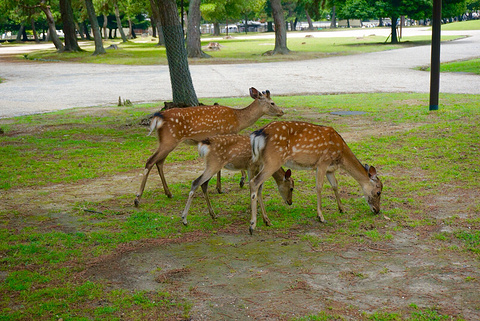 2015奈良公园_旅游攻略_门票_地址_游记点评