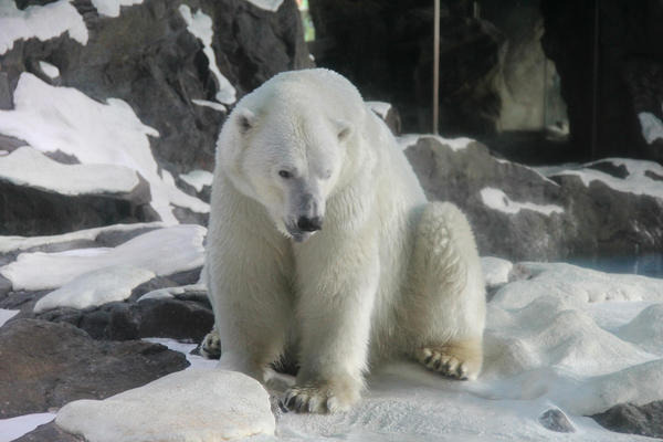 【实用游玩线】两天一夜免排队玩透珠海长隆_