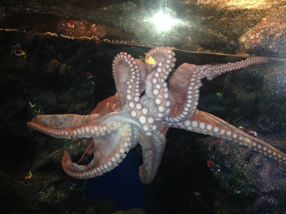 2015釜山水族馆_旅游攻略_门票_地址_游记点