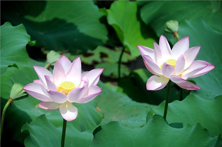 这里一年一度的莲花节非常出名,荷花种类多,规模大,参与性强,有一些