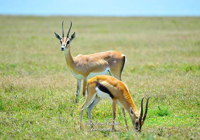 绿季陪我去非洲草原看海吧