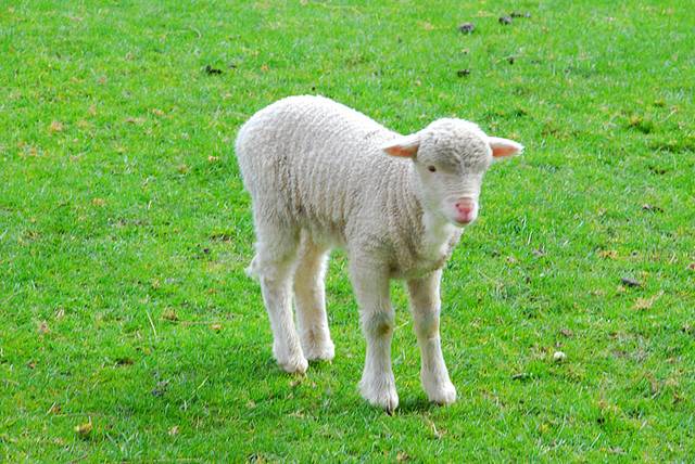 才出生不久的小绵羊,看它的鼻子嘴巴耳朵,都是那么粉嘟嘟的,超级萌吧?