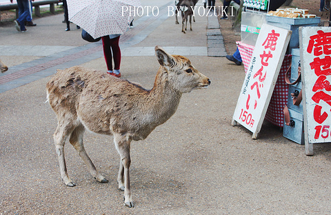 2015奈良公园_旅游攻略_门票_地址_游记点评