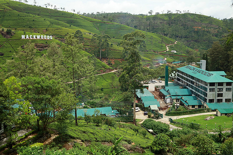 2015Mackwood茶厂_旅游攻略_门票_地址_游