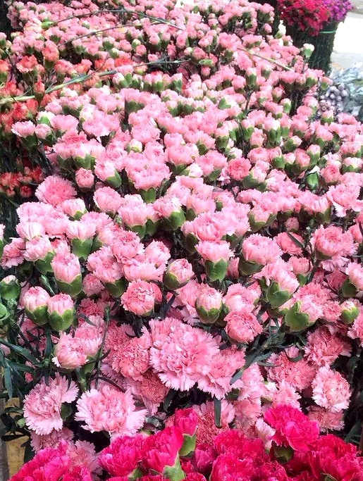 2016斗南花卉市场_旅游攻略_门票_地址_游记