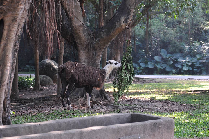 以大规模野生动物种群放养和自驾车观赏为特色,被誉为