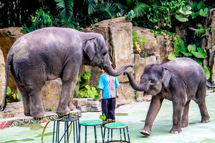 公园以大规模野生动物种群放养和自驾车观赏为特色,集动,植物的保护