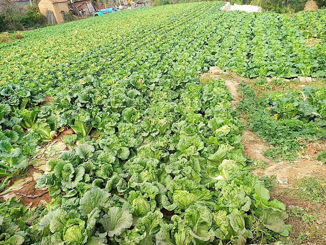 我们沿途捎带买了几十斤的白菜,村民们都在种白菜,因为松软的土质和