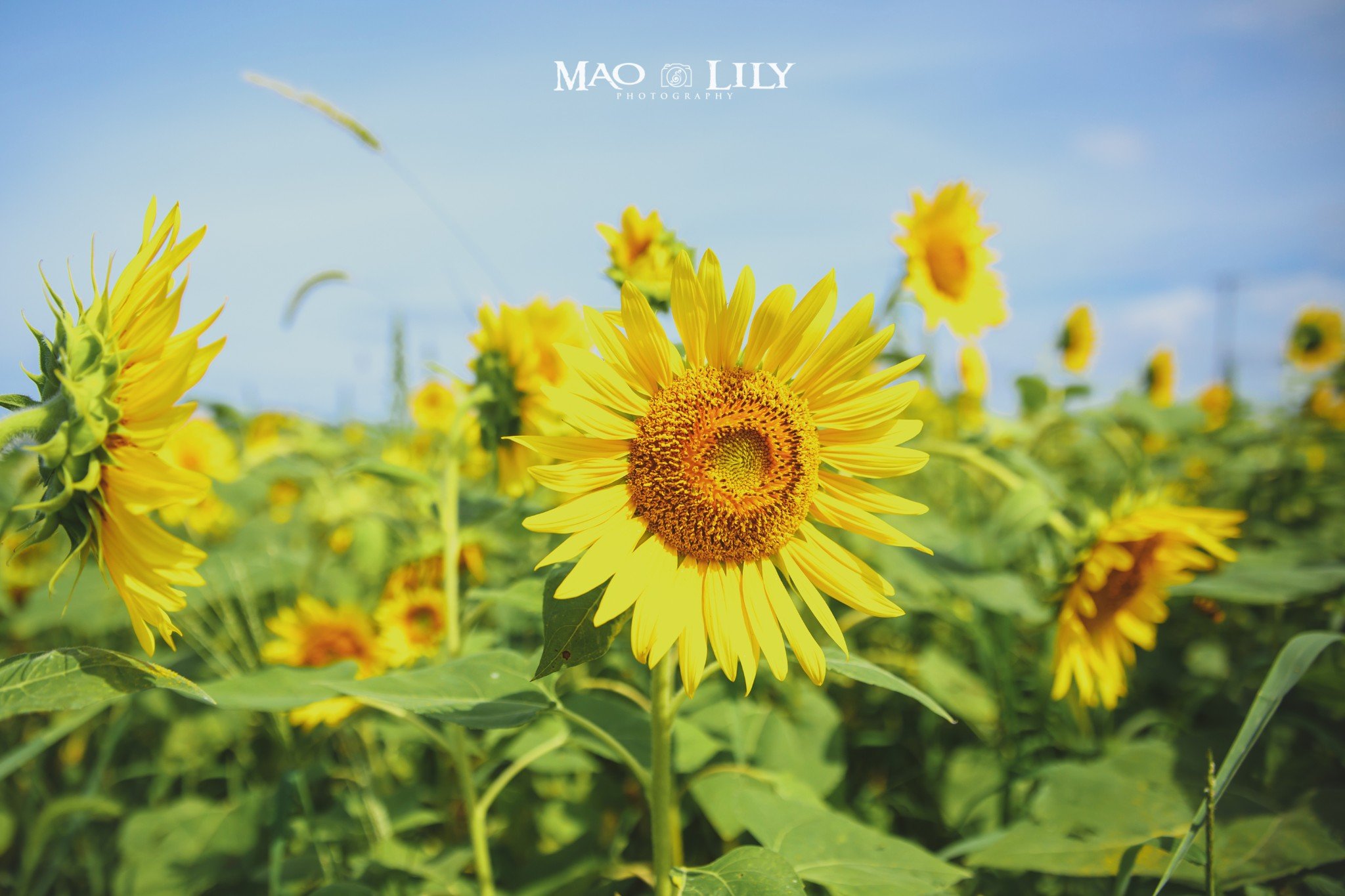 新潟群马 宫崎骏和川端康成笔下的小众日本 新潟旅游攻略 游记 去哪儿攻略