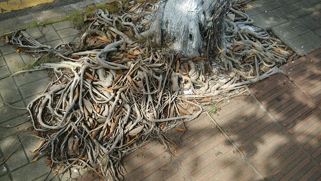 海口三亚一周游_三亚旅游泡泡_自助游资格_去攻略手游门客攻略攻略梦幻图片