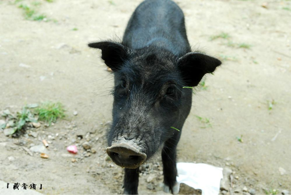 2014早晨从八一镇出发,沿机场路途经林芝米林
