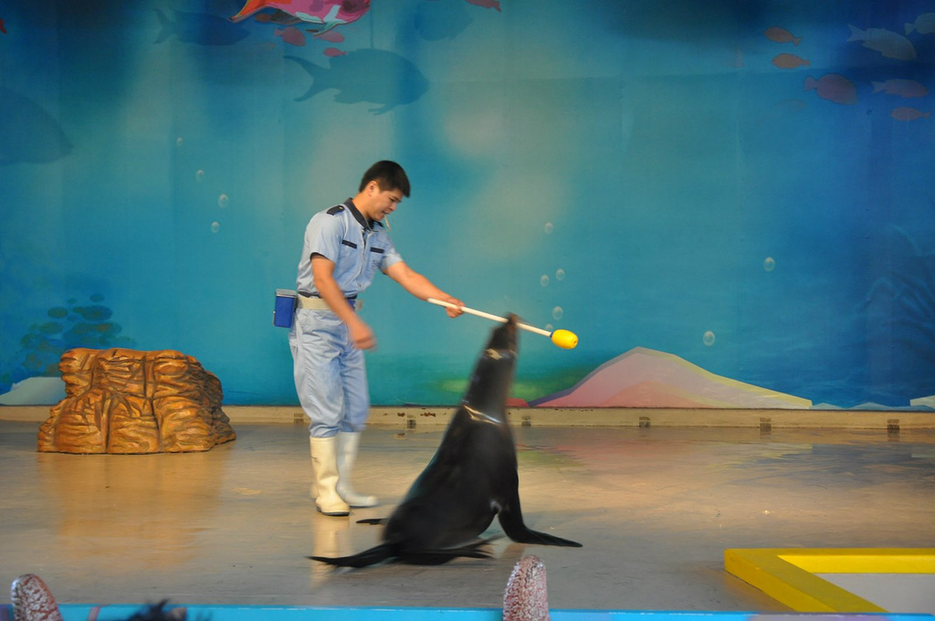 2017 海洋公园更适合孩子游玩,有许多动物和低