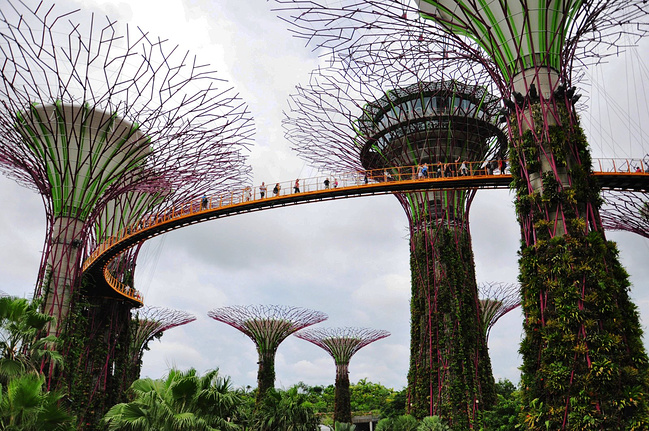 南有乔木,不可思休。_新加坡旅游攻略