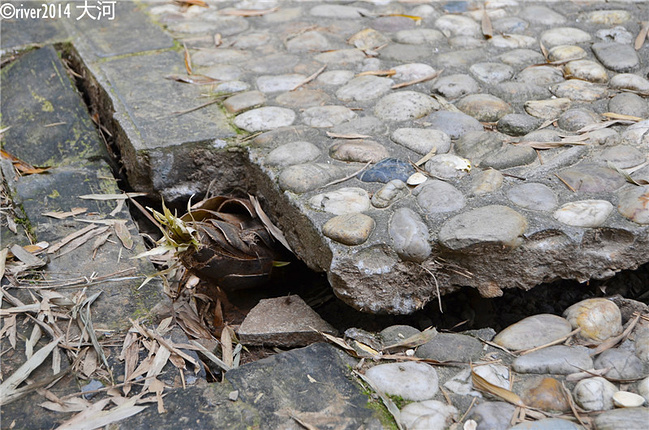镇江,一座美的让你吃醋的城市。_镇江旅游攻略