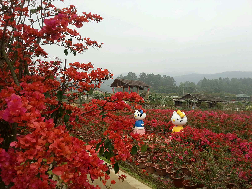 高明盈香生态园_佛山旅游攻略_自助游攻略_去哪儿攻略社区