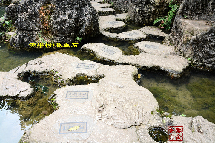 黄果树数生步