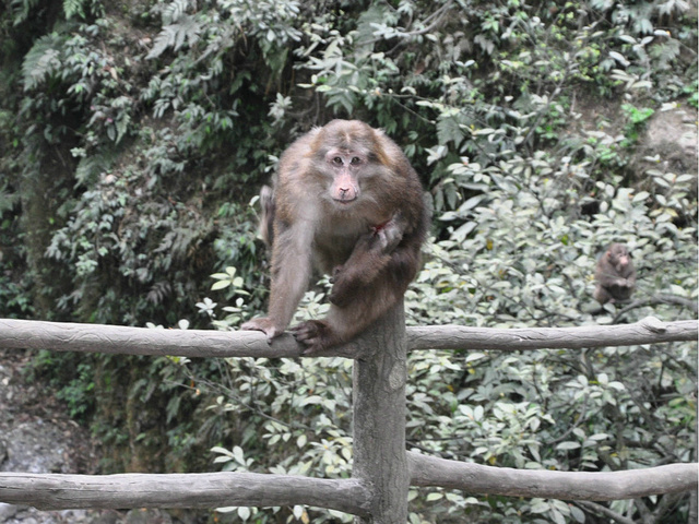 2015有一个带伤的猴子特别会攻击人_自然生态