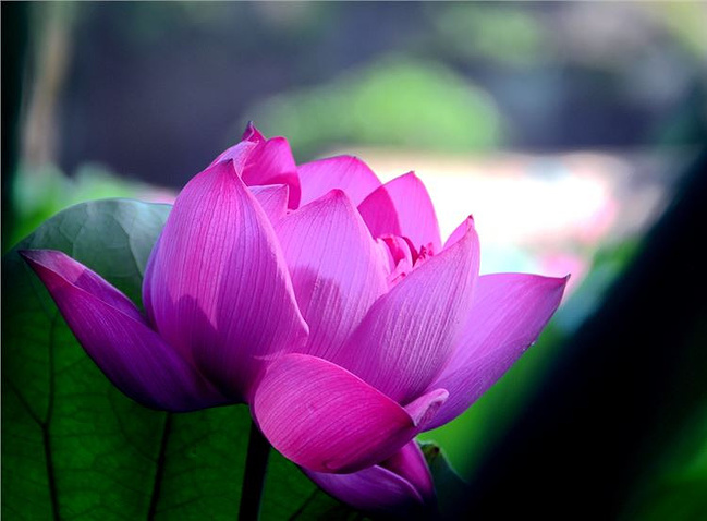 去莲花山睹君子之花的美丽_广州旅游攻略