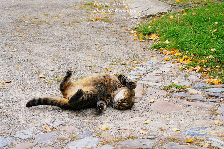 冬天猫在地上打滚还叫,猫在地上打滚是有病吗