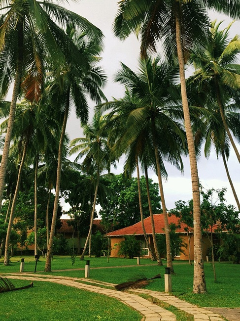 梦斯里兰卡·印度洋的一滴泪_努瓦勒埃利耶旅