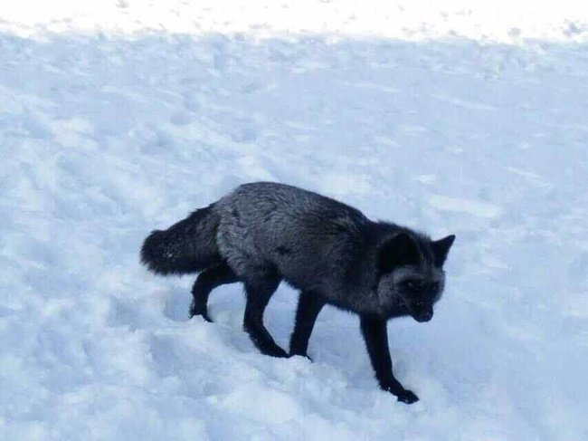 雪山中的黑狐狸,是朋友有幸见到的.可惜不是我拍的.
