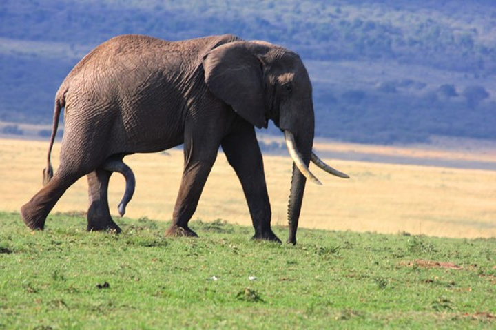 20167月的安波塞利草肥水美，象群追随着雨水，_安博塞利国家公园评论 - 去哪儿攻略社区