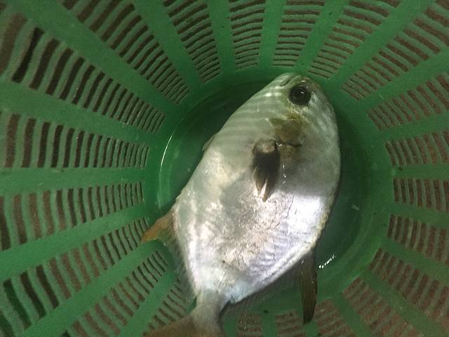 三亚年糕到海口冬笋去肉丝回东线中线炒自驾图片