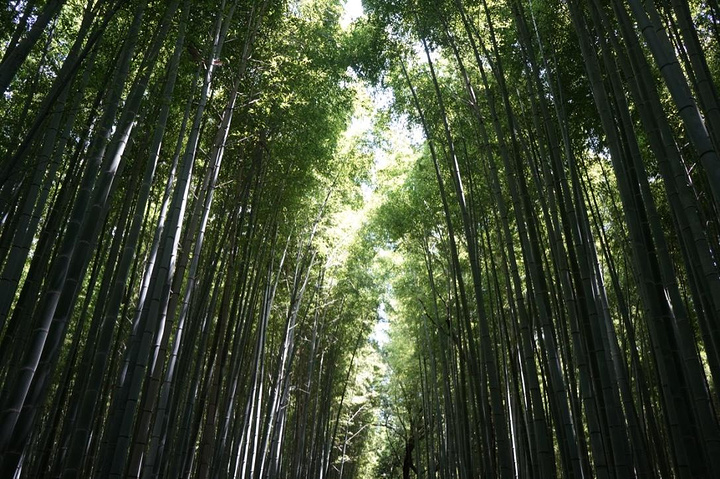 2016小火车到岚山后,出来就是竹林小道,时间1