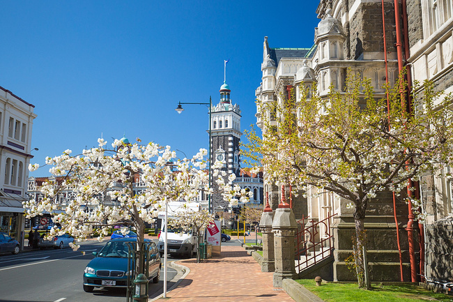 新西兰的春天,一切都那么刚好_但尼丁旅游攻略