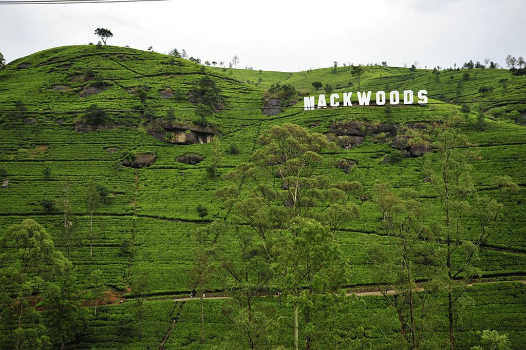 2016Mackwood茶厂_旅游攻略_门票_地址_游