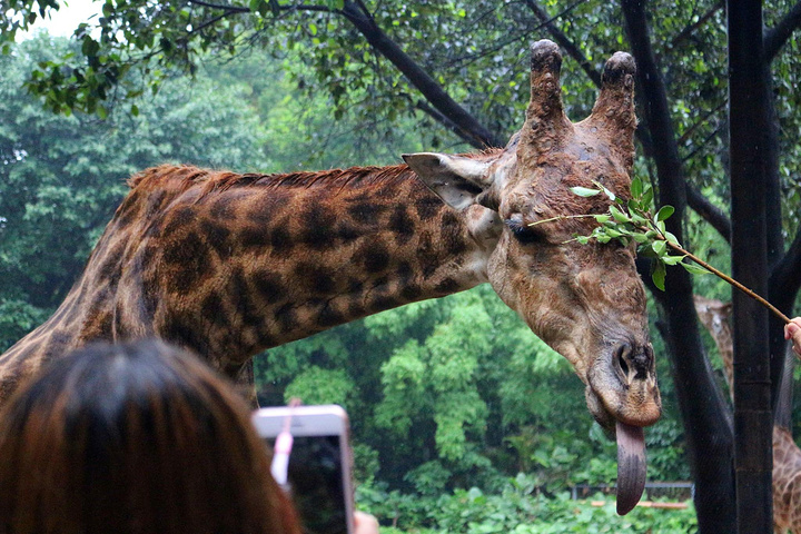 长隆野生动物世界
