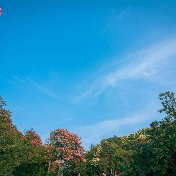 贵州旅游攻略风景159百里杜鹃攻略名胜区,世界5a级旅游景区,图片外面的国家第10关国家大全图片