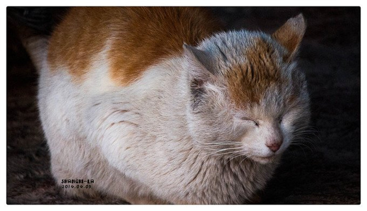 香格里拉的猫猫.总是咪咪眼,不想在镜头前露出眼珠.