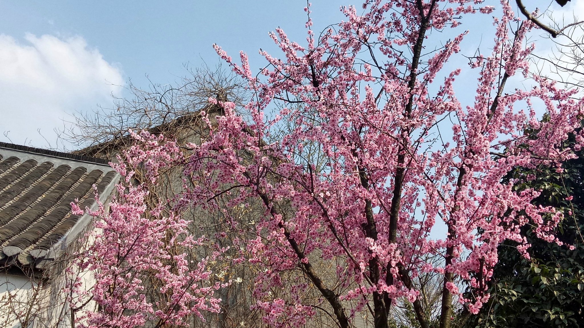 早春扬州,远影孤帆。_扬州v攻略攻略_自助游攻奇侠仙剑传5前传完美攻略图片