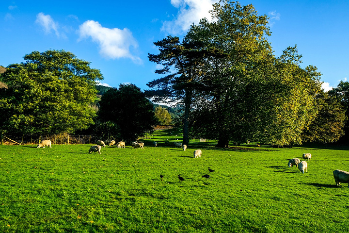 新西兰牧场面积图片